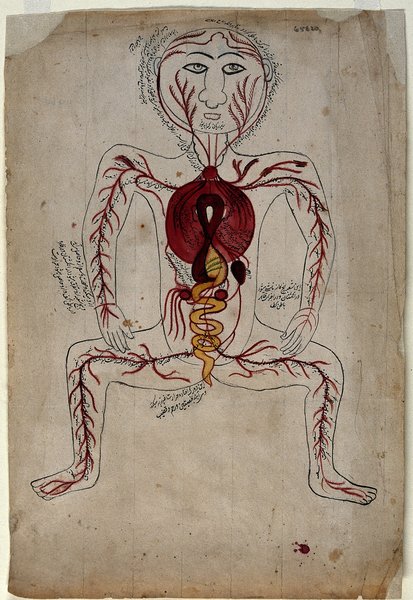 FdRCV non modifiables (âge, sexe, hérédité)