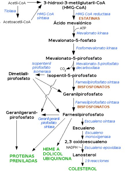 Hypercholestérolémie et LDL-cholestérol