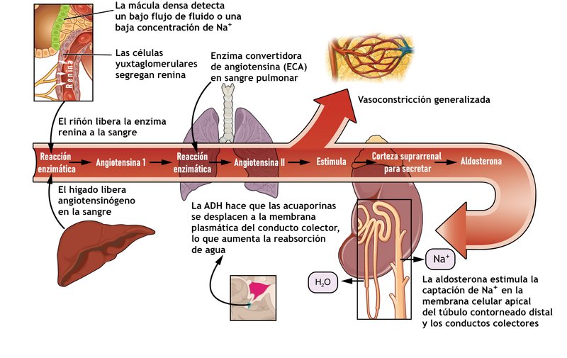HTA : traitement médicamenteux