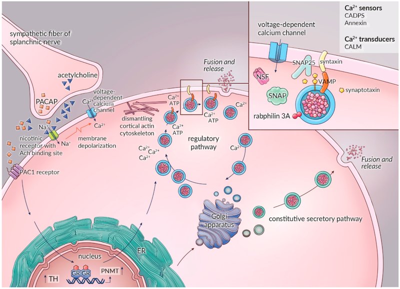 Phéochromocytome