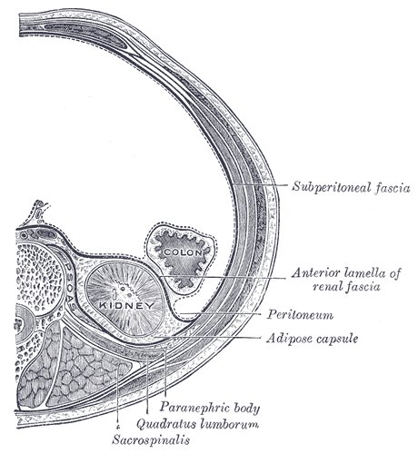 Phéochromocytome