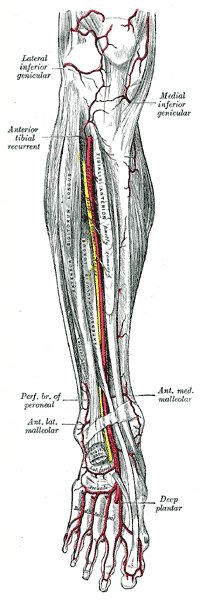 Ulcères vasculaires (veineux, artériels, neuropathiques)