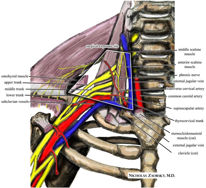 Syndromes de compression vasculaire