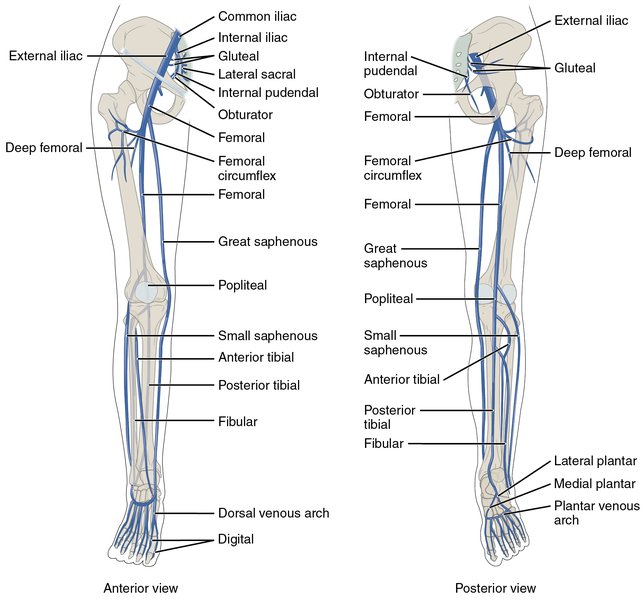 Physiopathologie du retour veineux et de l'IVC