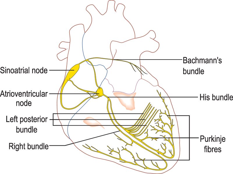 Physiopathologie de la FA