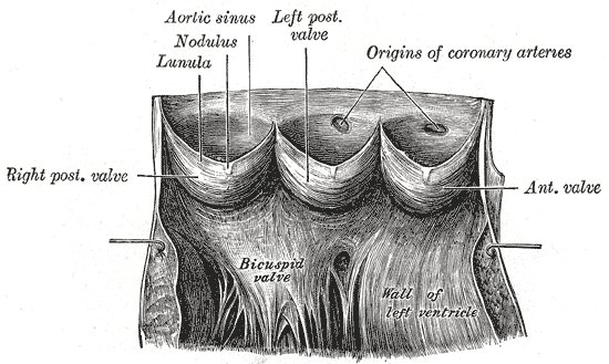 Rétrécissement aortique : étiologies