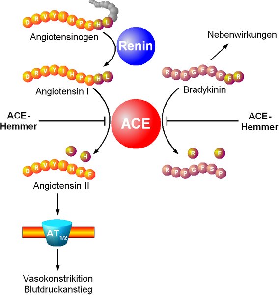 Traitement médicamenteux de l'IC systolique (FEVG réduite)