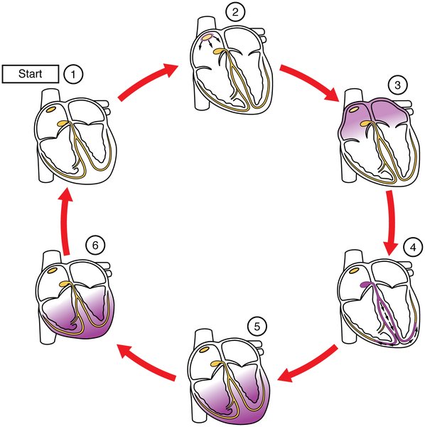 Physiopathologie des voies de conduction