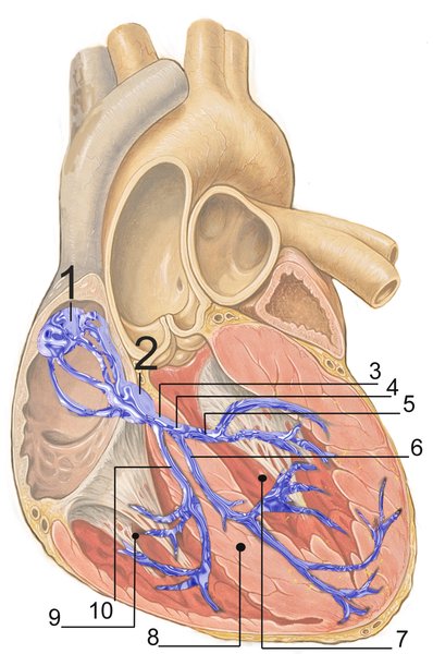 Physiopathologie des voies de conduction