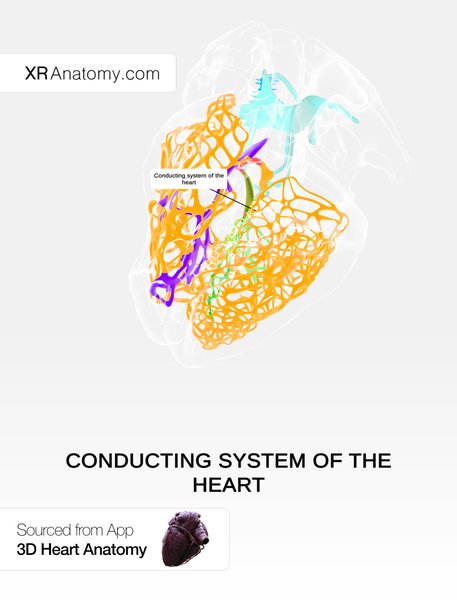Physiopathologie des voies de conduction