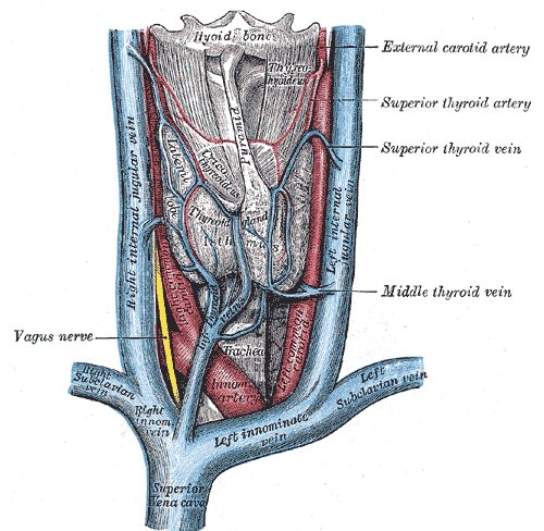 Bloc atrio-ventriculaire (BAV 1, 2, 3)