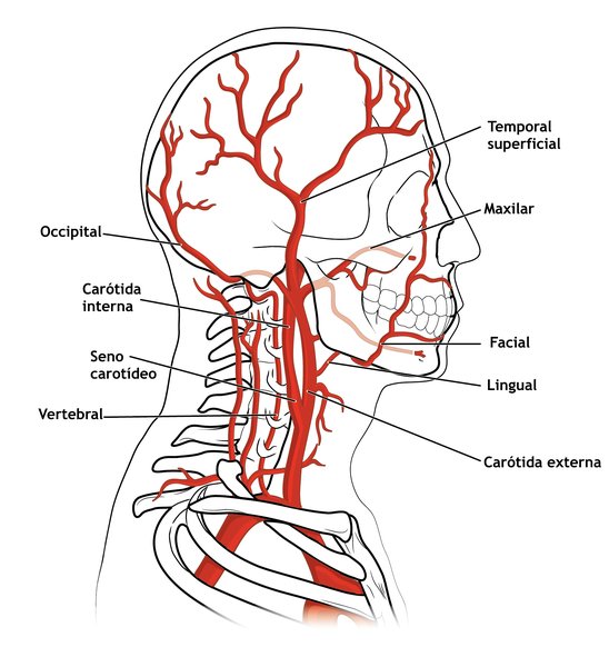 Traumatisme vasculaire cervical (fermé/ouvert)