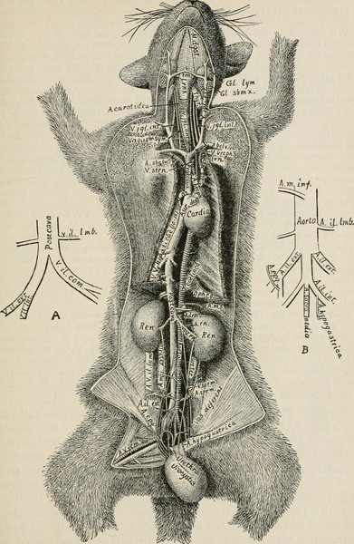 Traumatisme vasculaire cervical (fermé/ouvert)