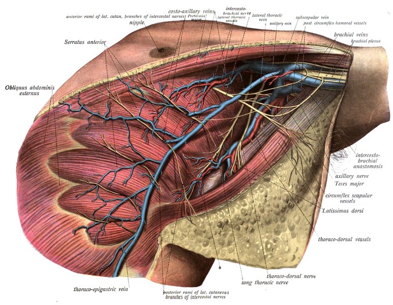 Traumatisme vasculaire d'un membre