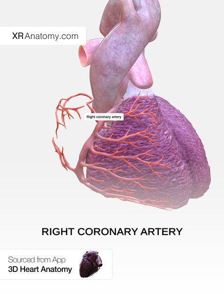 Physiopathologie du SCA
