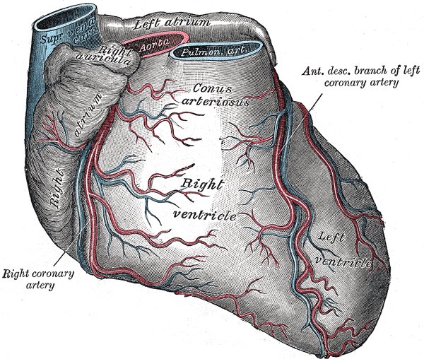 Physiopathologie du SCA