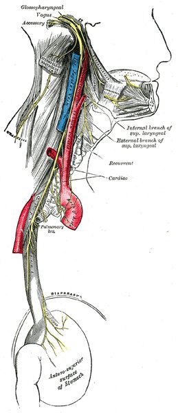 Définitions : Malaise, PDCB, Syncope, Lipothymie