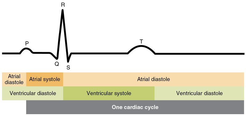 ECG dans la syncope : diagnostic et orientation
