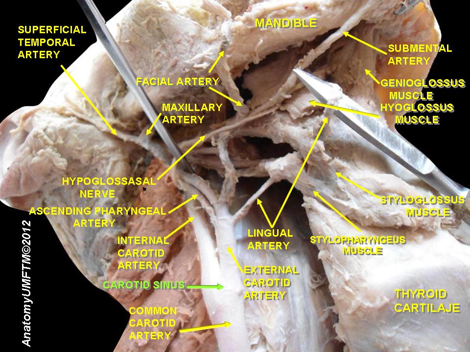 Massage sino-carotidien