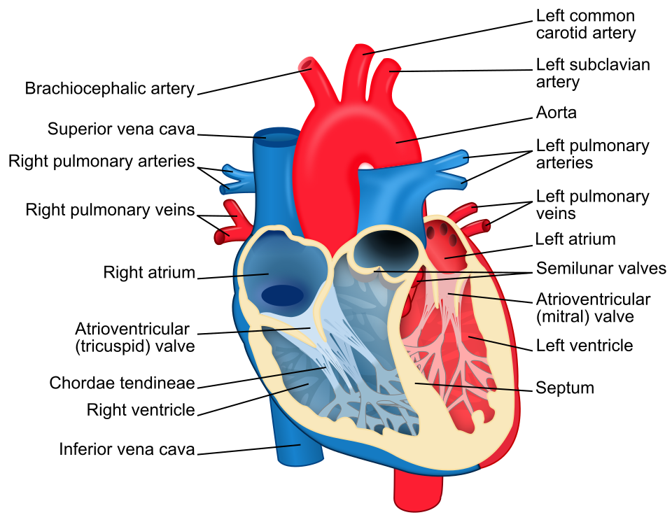 Anatomie du cœur