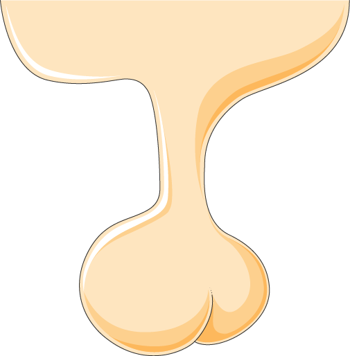 Schéma de l'hypophyse