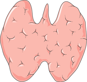 Schéma de la thyroïde