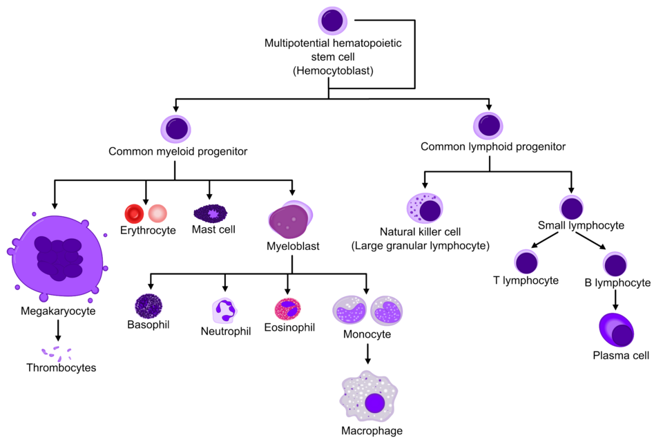 Arbre de fabrication des cellules du sang