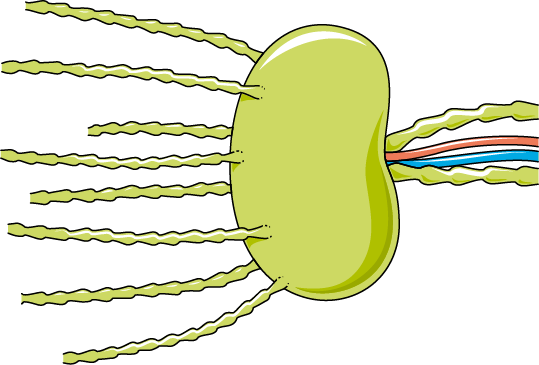 Schéma d'un ganglion lymphatique