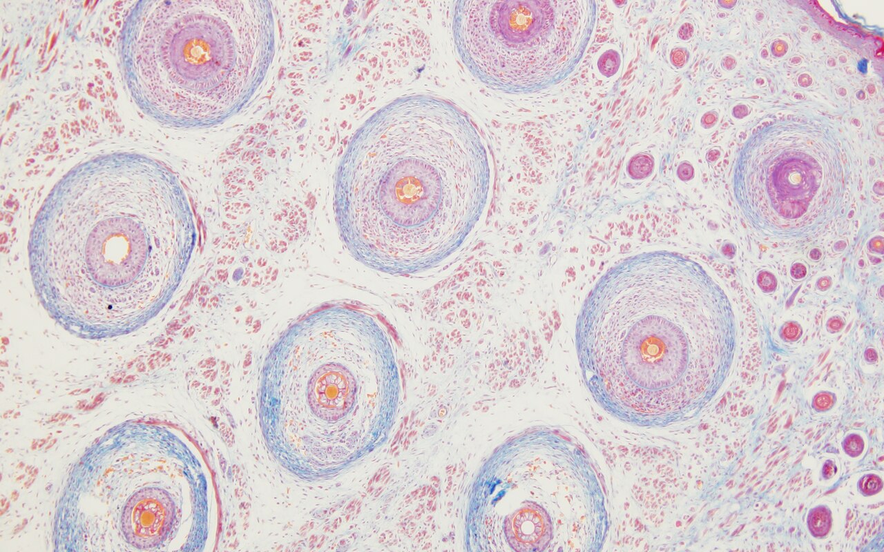 Structure capillaire au microscope