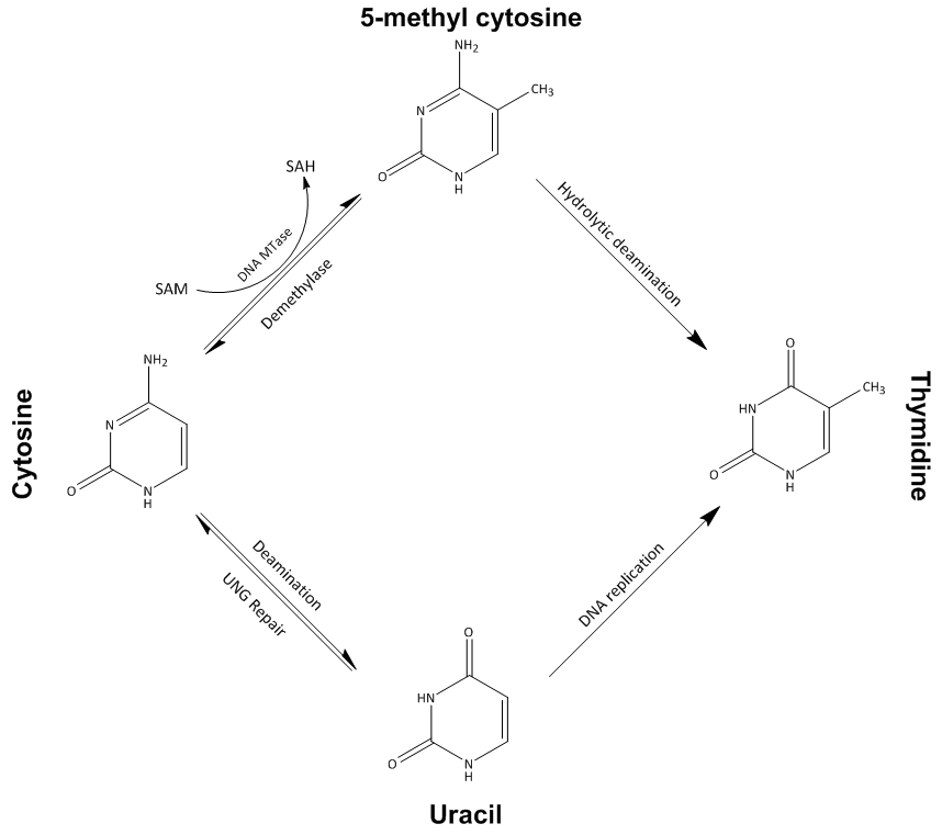 Méthylation de l'ADN