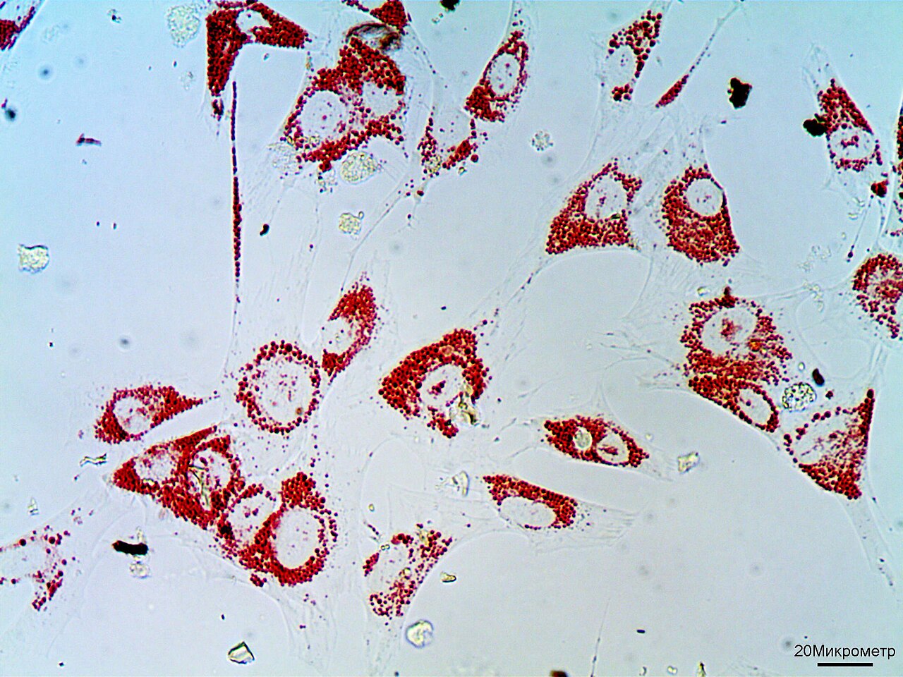 Analyse microscopique cellulaire