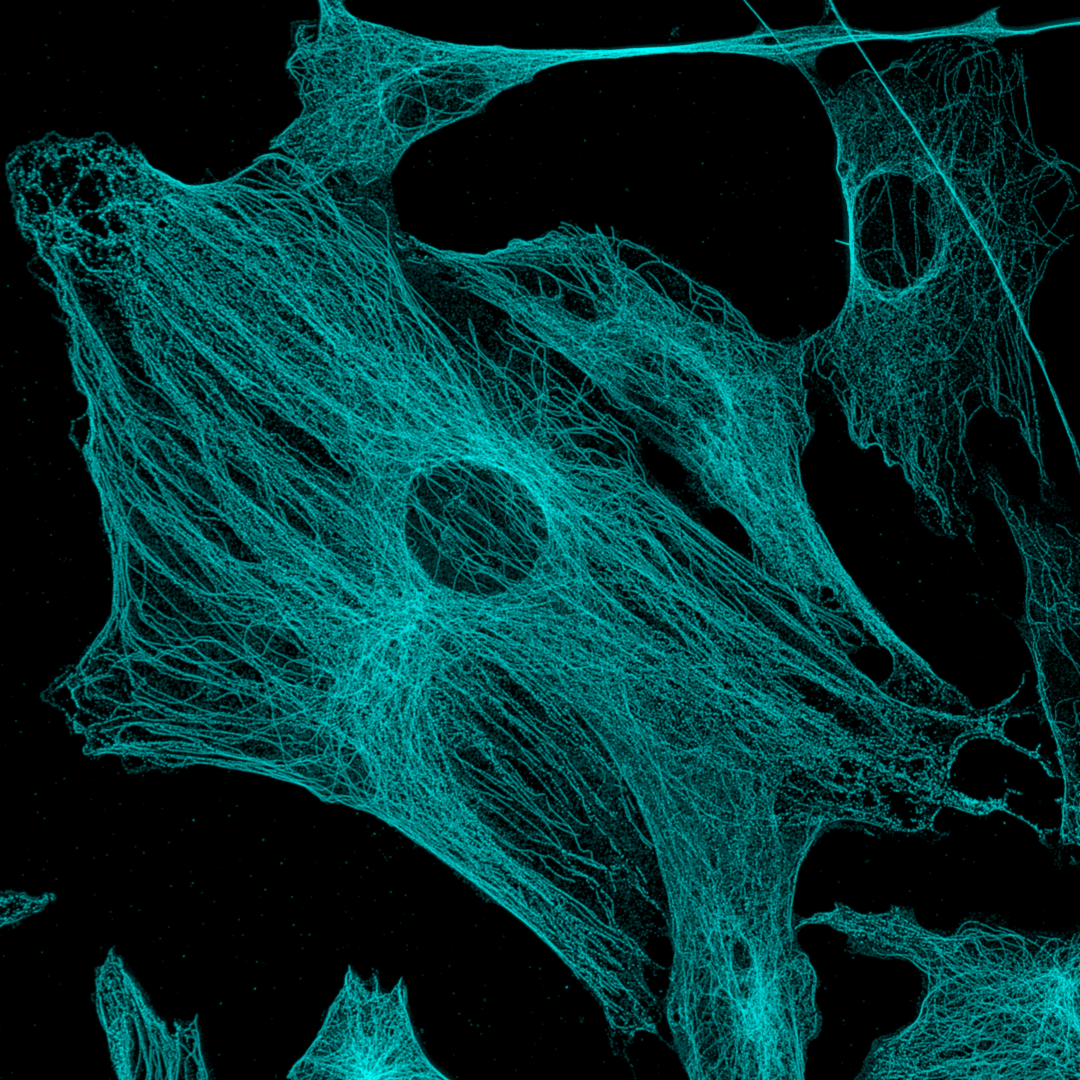 Microscopie de cellules