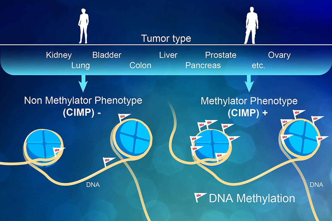 Processus enzymatiques moléculaires