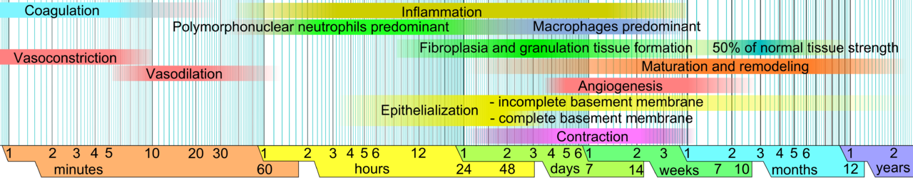 Phases de régénération tissulaire