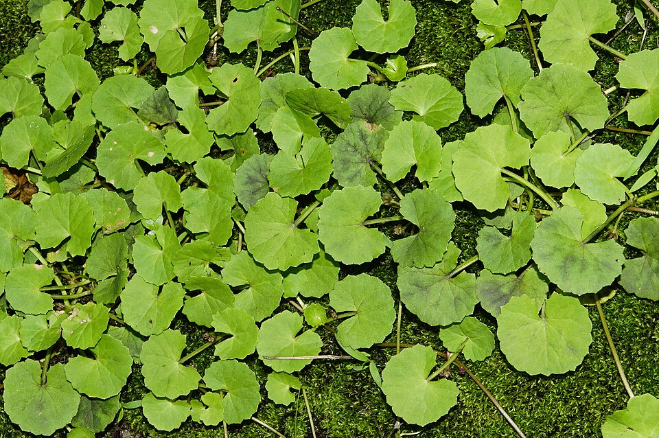 Centella asiatica (Cica) — plante médicinale