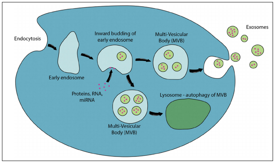 Biogenèse des exosomes — schéma cellulaire