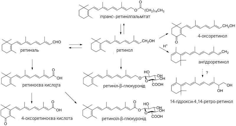 Métabolisme de la vitamine A