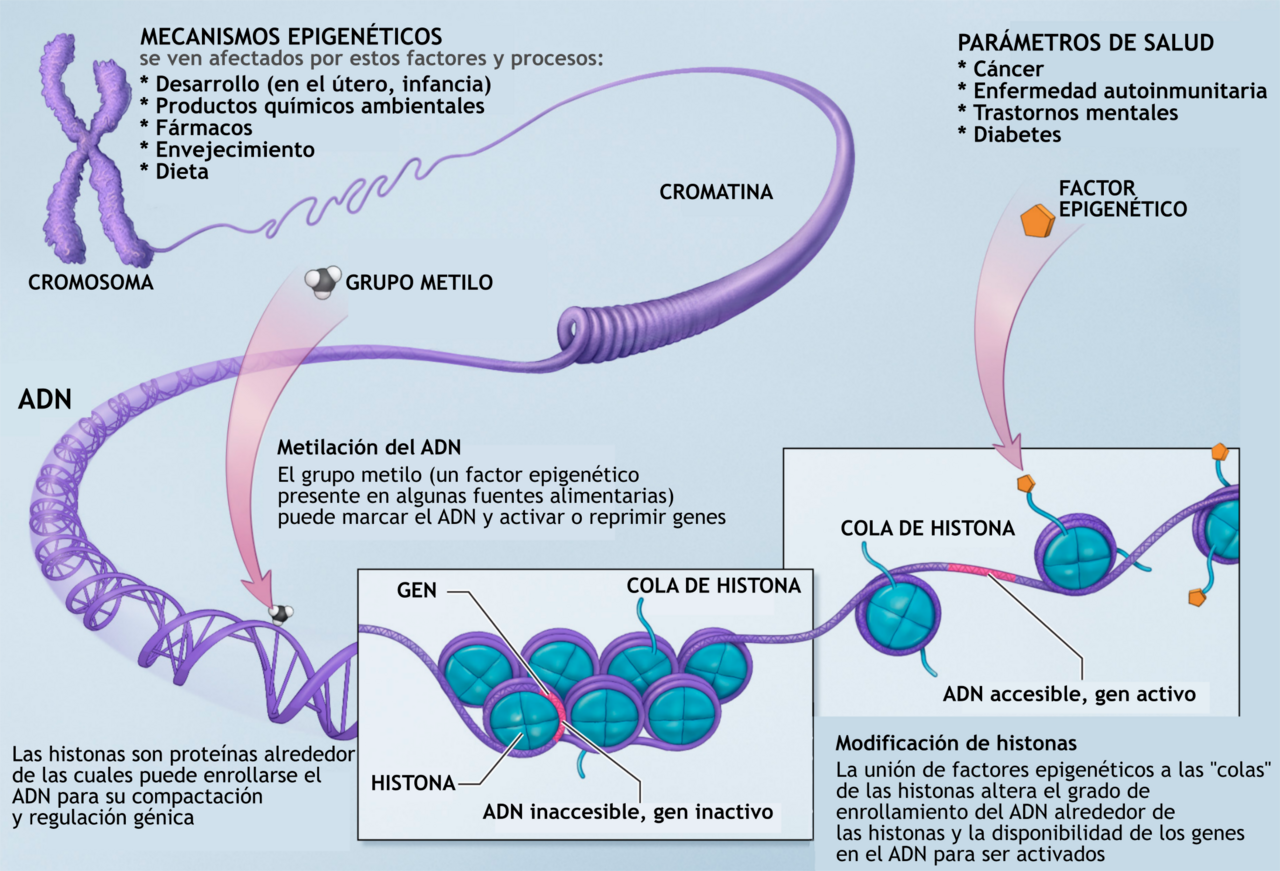 Mécanismes de régulation hormonale