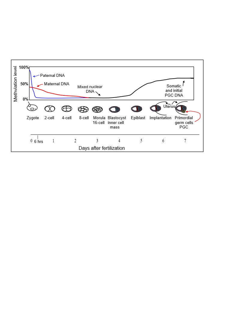 Modulation métabolique