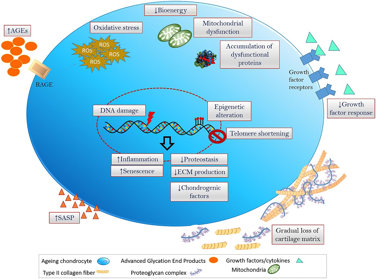 Stress oxydatif et inflammation