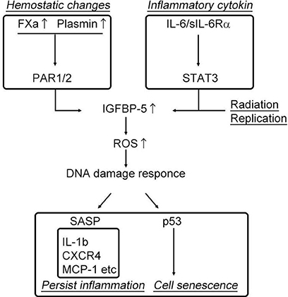 Impacts cardiovasculaires