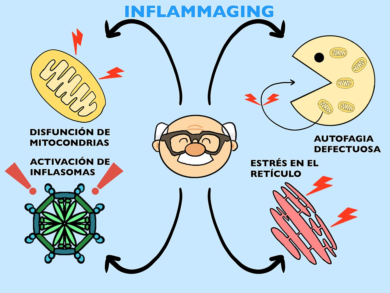 Inflammaging