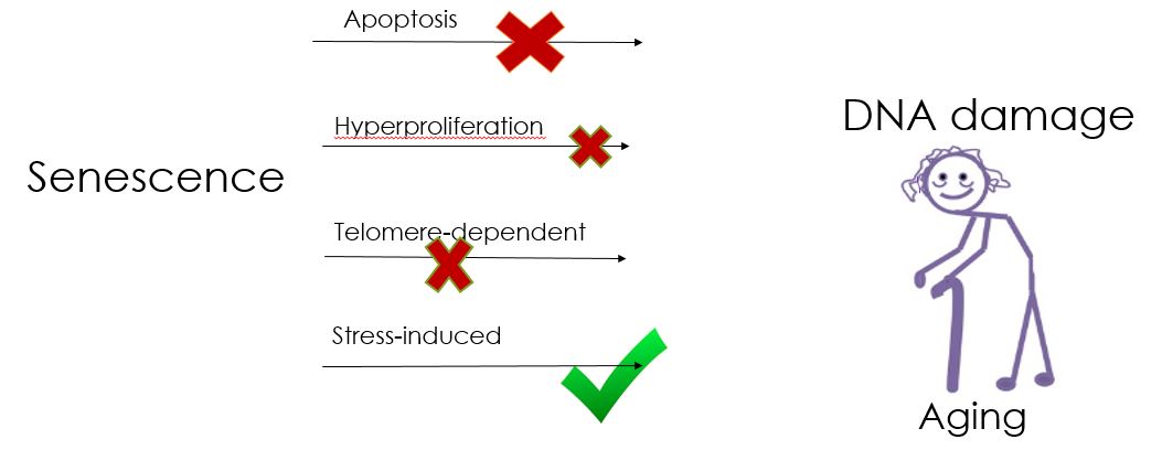 Sénescence cellulaire — recherche