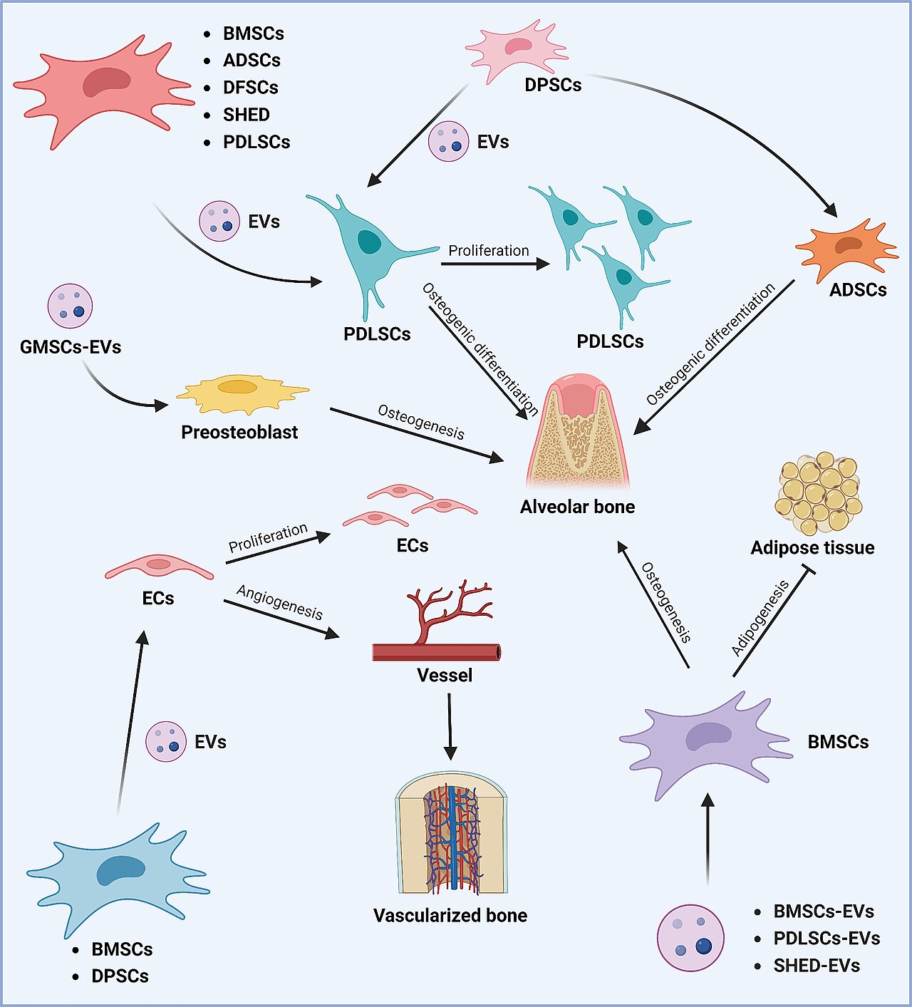 Vésicules extracellulaires et exosomes