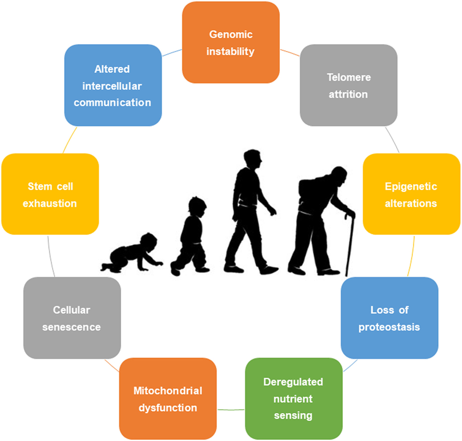 Les hallmarks du vieillissement