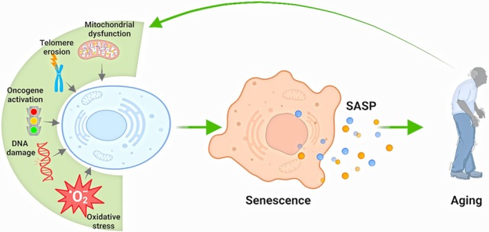 Sénescence cellulaire