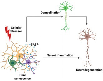 Sénescence des cellules gliales