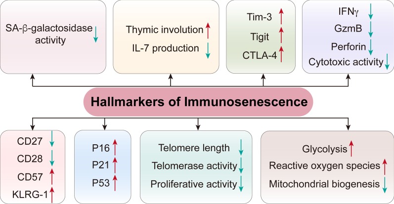 Marqueurs d'immunosénescence