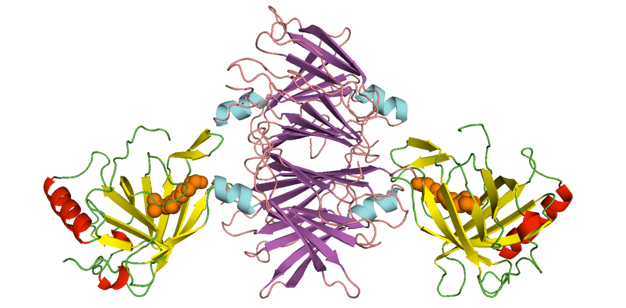 Complexe proteique de transport du retinol