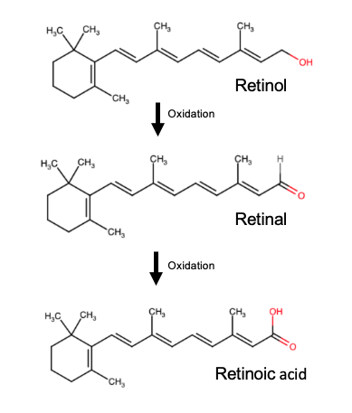 Synthese de l'acide retinoïque a partir de la vitamine A alimentaire